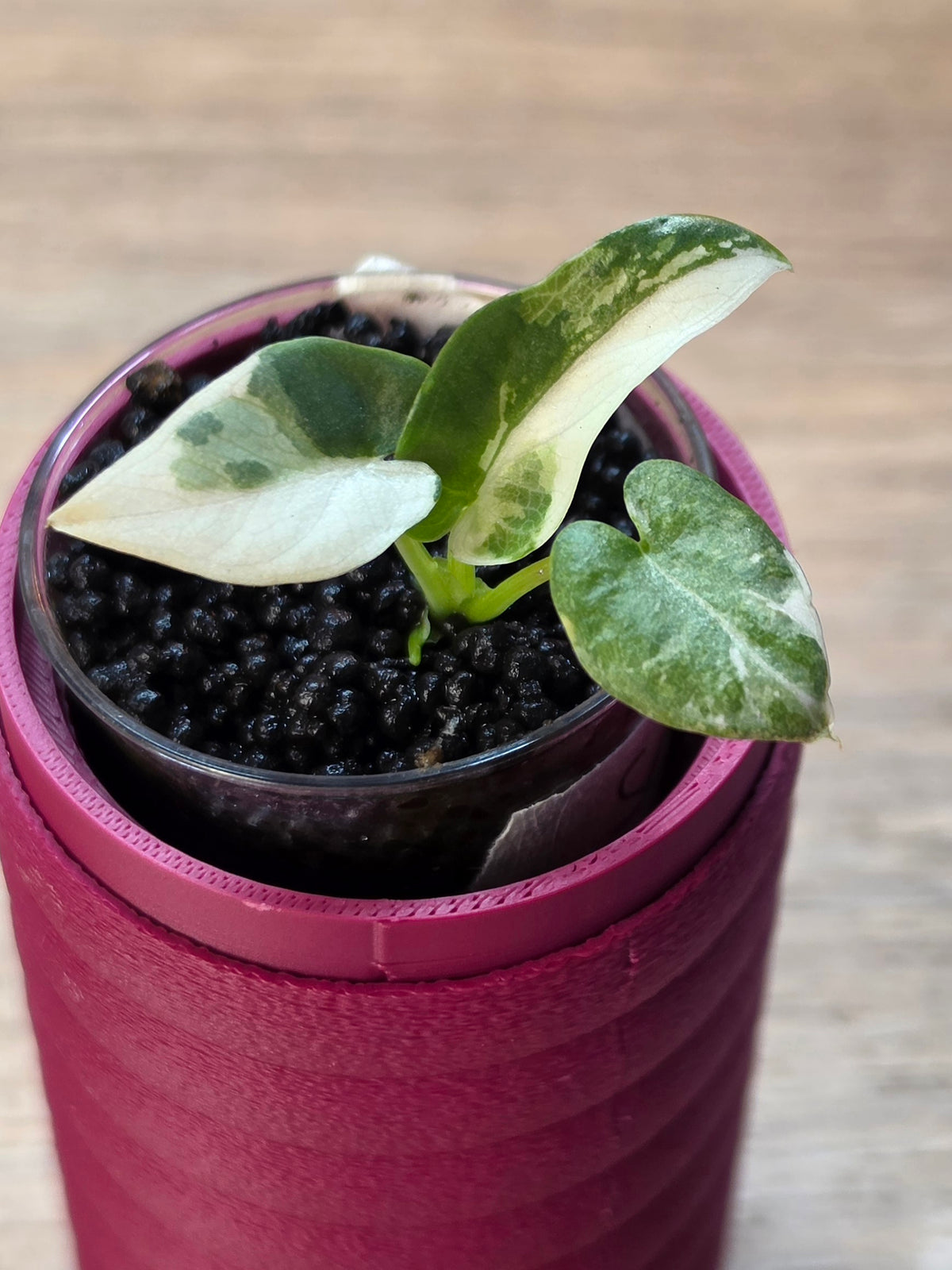 Alocasia Scabriuscula × Reginae Variegated | Baby Plant #4