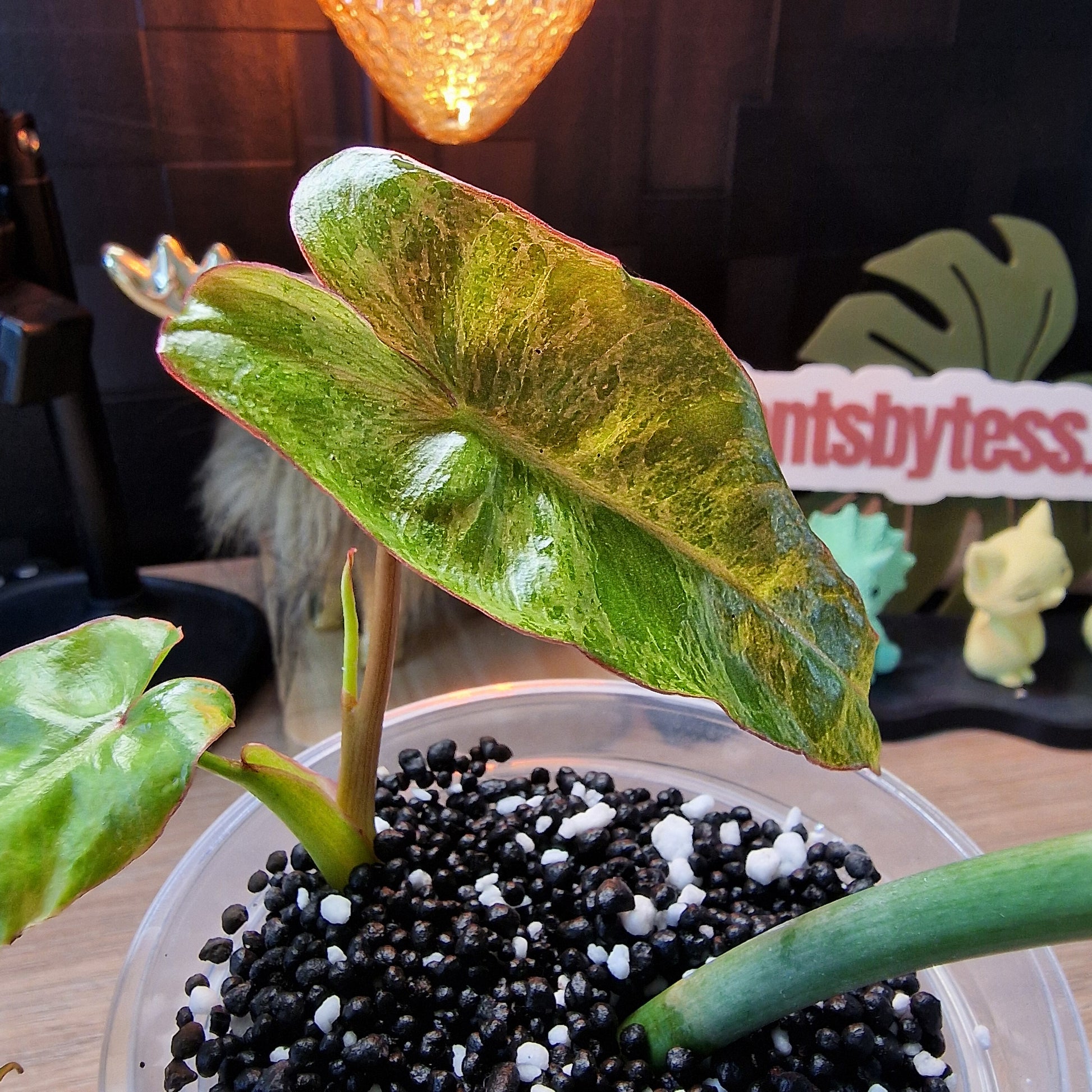 Philodendron Paraiso Verde aurea