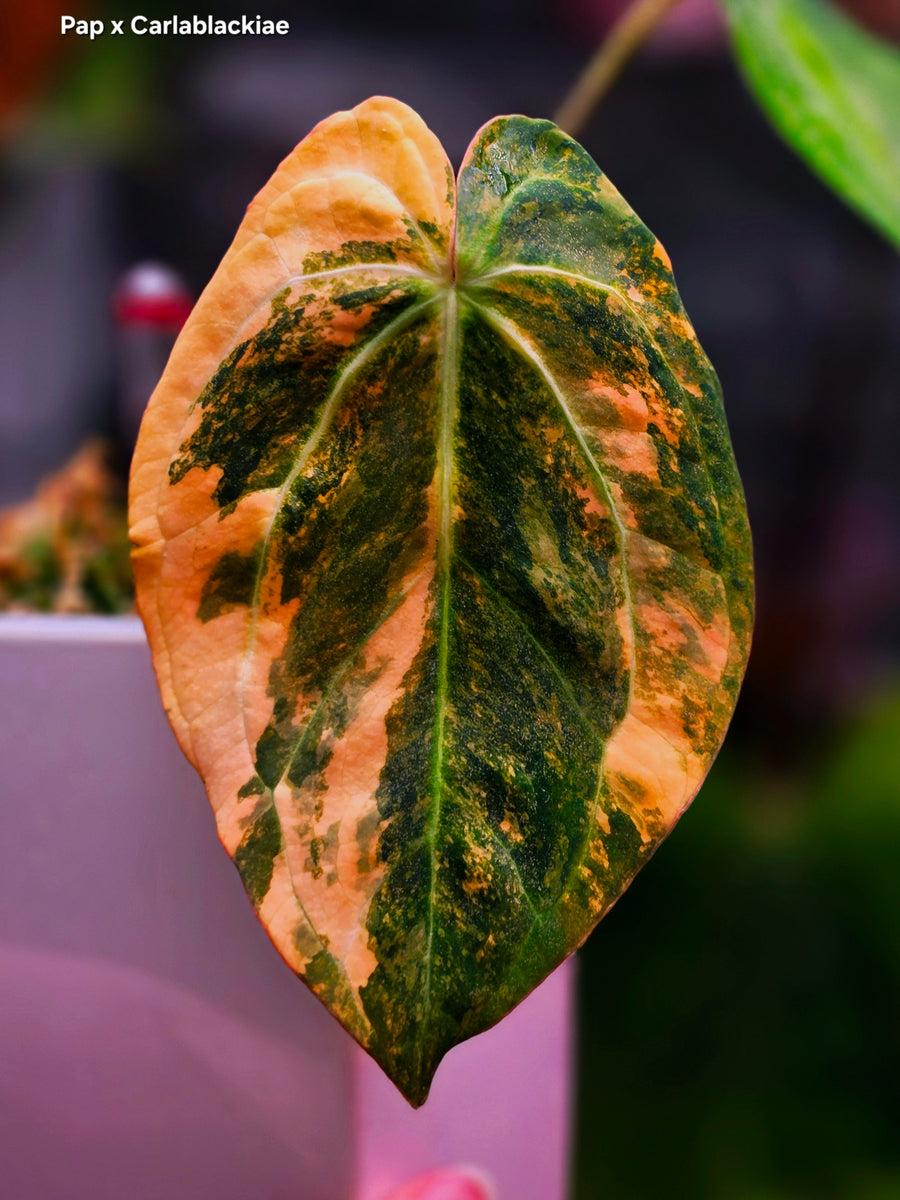 Anthurium Papillilaminum x Carlablackiae clone — Highly Variegated