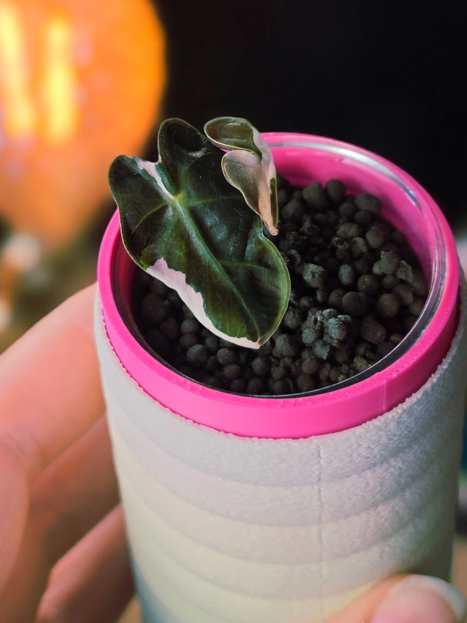 Alocasia Heart Balloon Pink | Rare Pink Variegated Collector Alocasia
