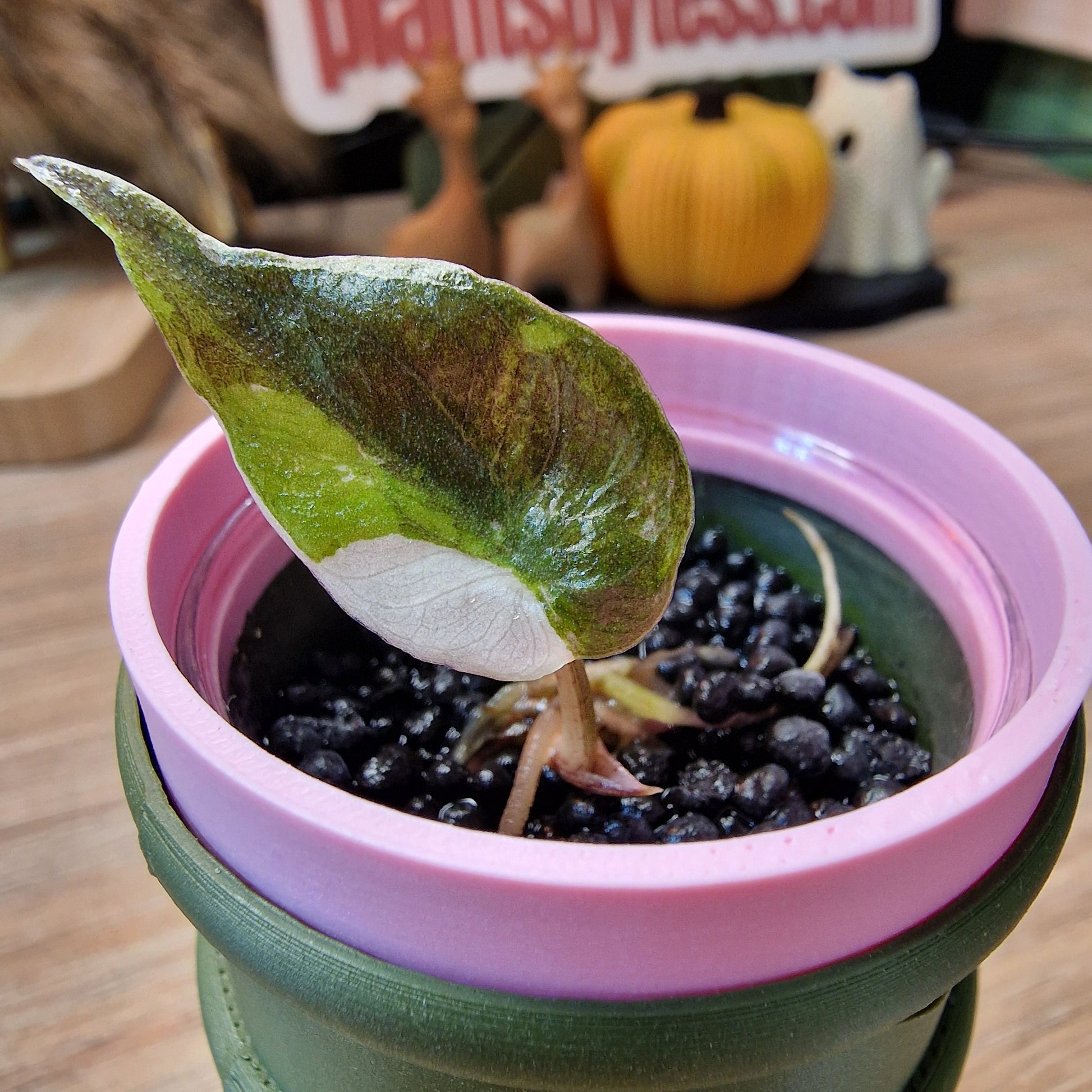 Alocasia Wentii albo/pink