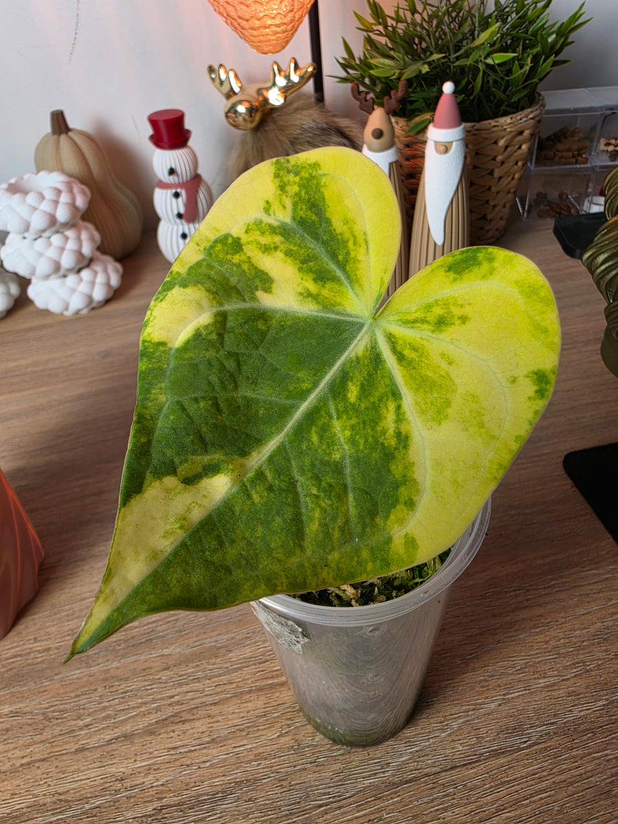 Anthurium (Clarinervium × Papillilaminum) × (RVDP × Clarinervium) | High Variegated Clone, 1 Leaf