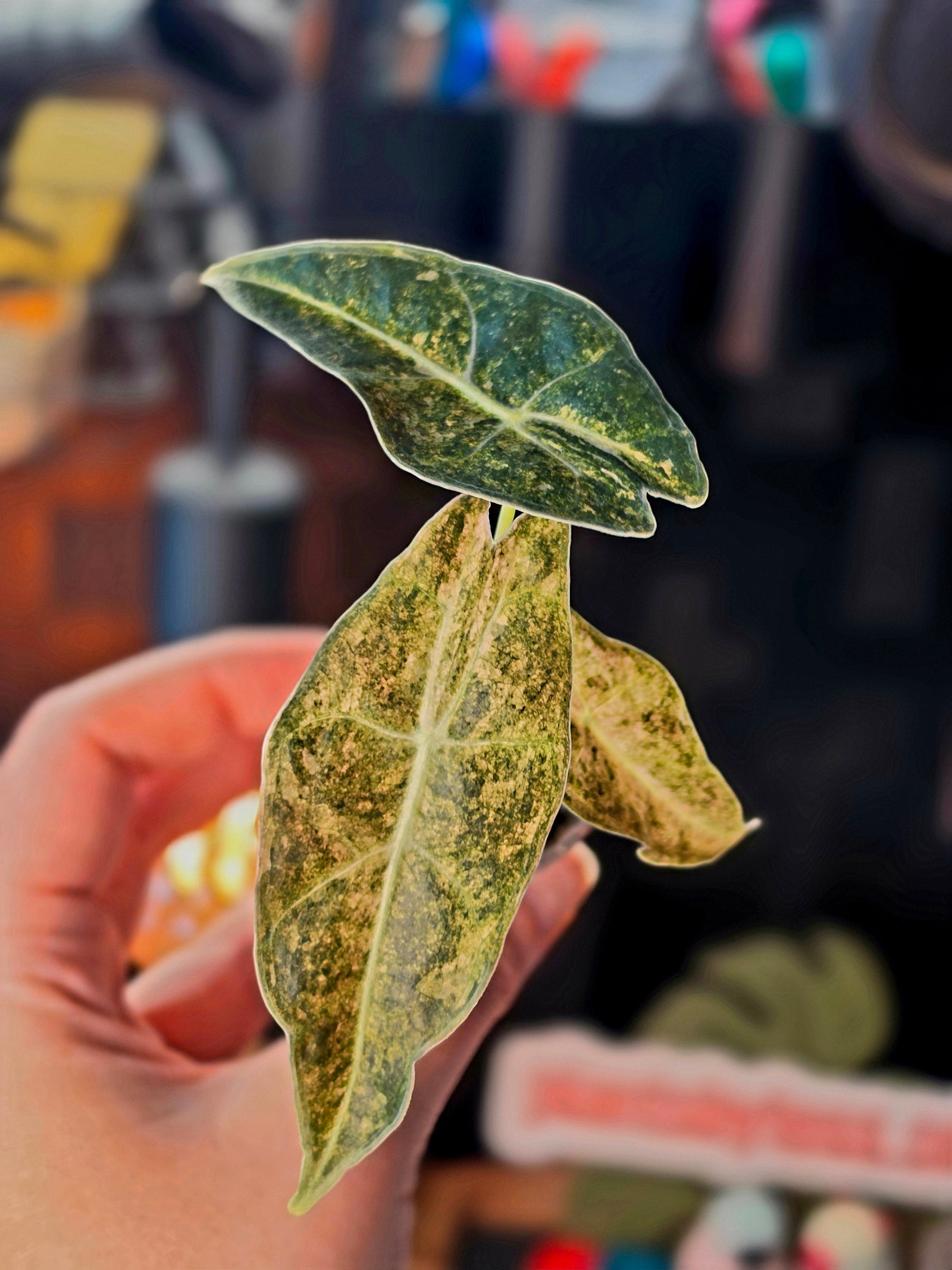 Alocasia Black Satun Stardust | Pink Variegated Dark Leaf Collector Plant #3