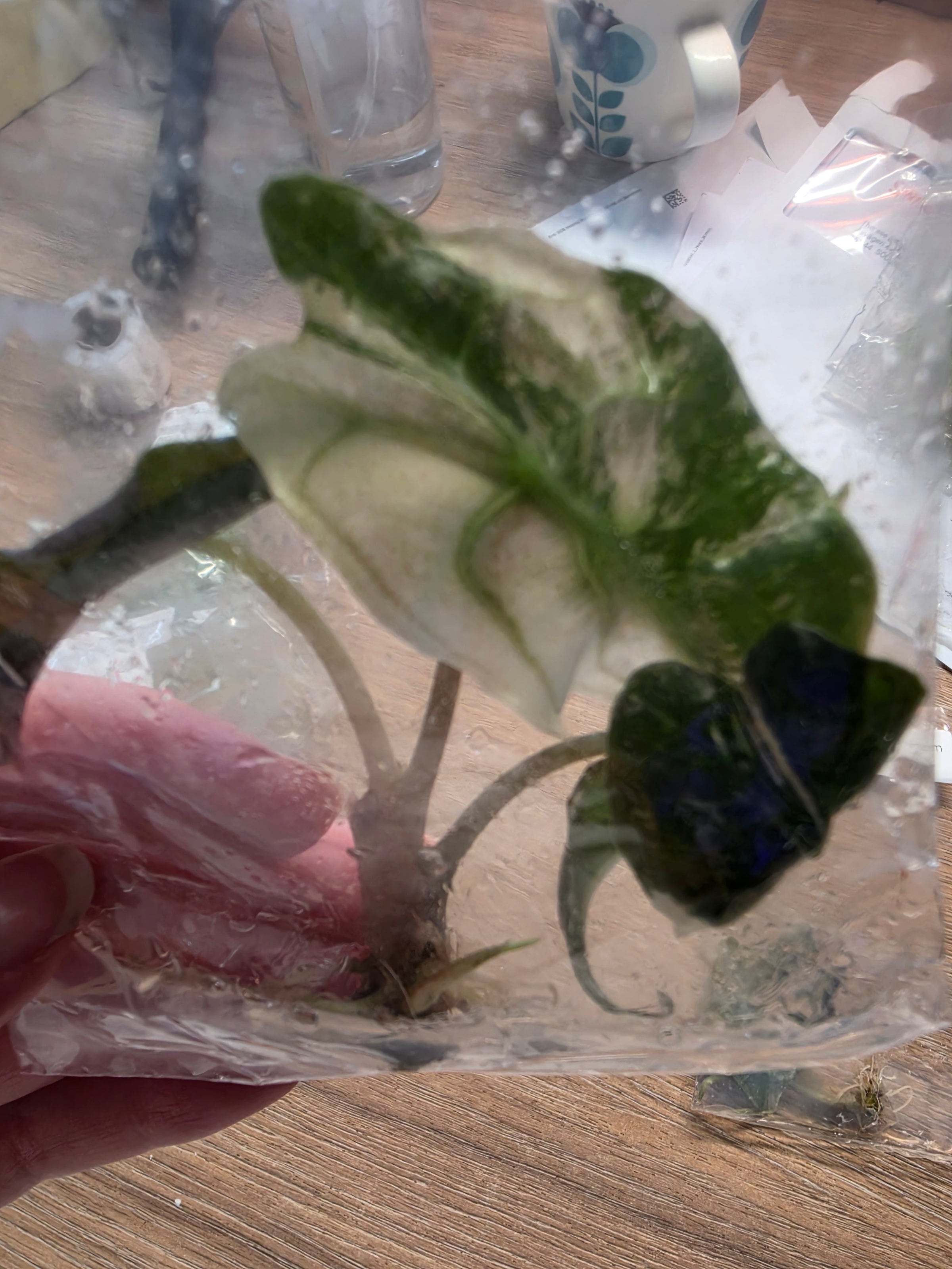 Alocasia Venom Pink TC Pre-Order | High Grade Variegated Collector Alocasia