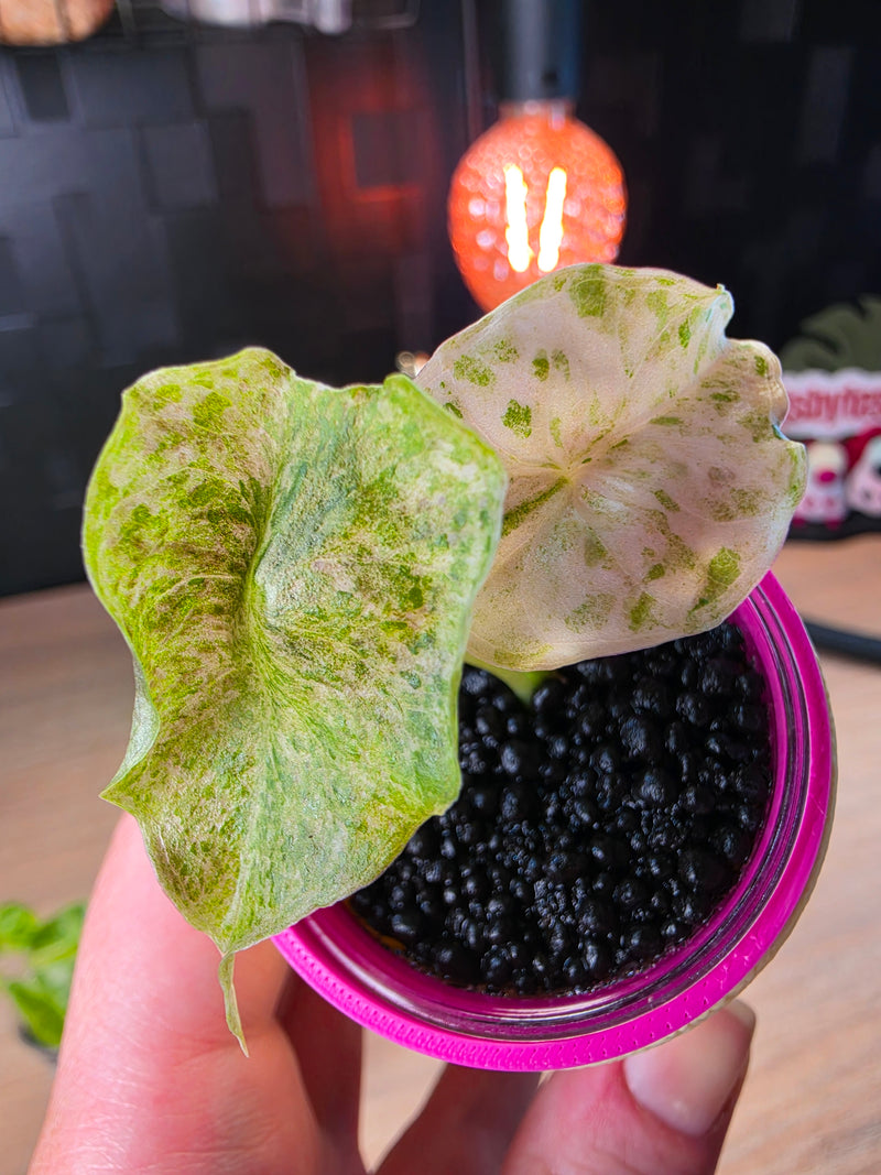 Alocasia 'Golden Bone' Pink Mint
