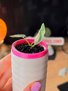 Alocasia Reginae Albo Variegated | Rare Collector Alocasia Plant