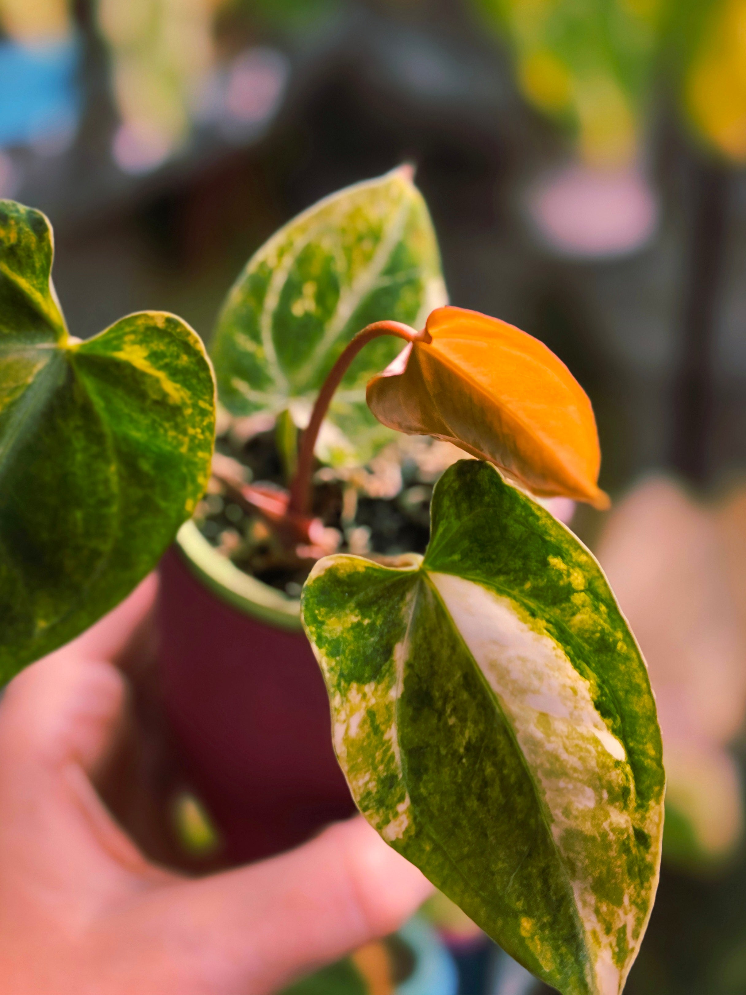 Anthurium (Papillilaminum × Crystallinum) × (Magnificum × Forgetii) | Dark Velvet Collector Hybrid