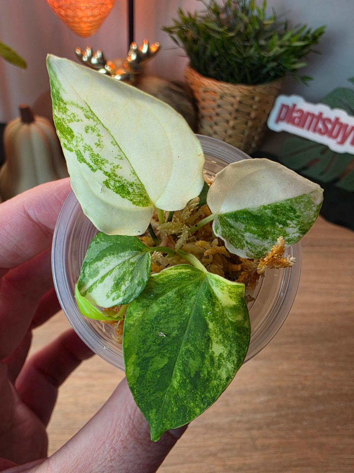 Anthurium Papillilaminum Variegated × (BVEP × RVDP) | White Variegated Clone, 5 Leaves