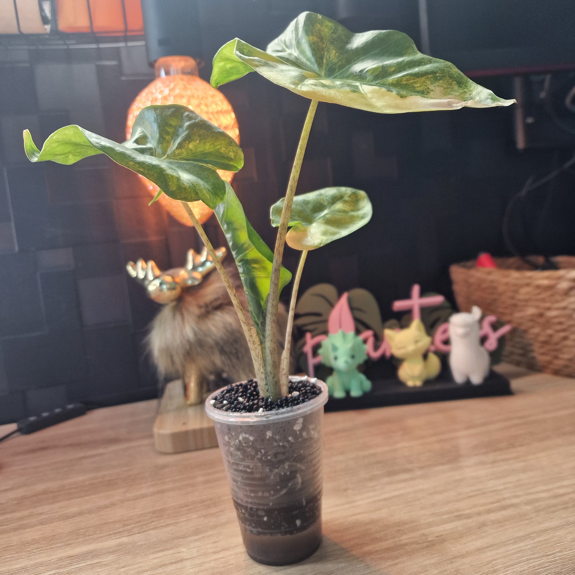 Alocasia Portora aurea