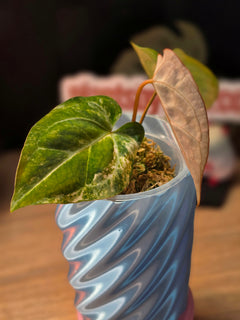 Anthurium (Crystallinum × Papillilaminum) × (Forgetii × Carlablackiae) | Variegated Collector Seedling