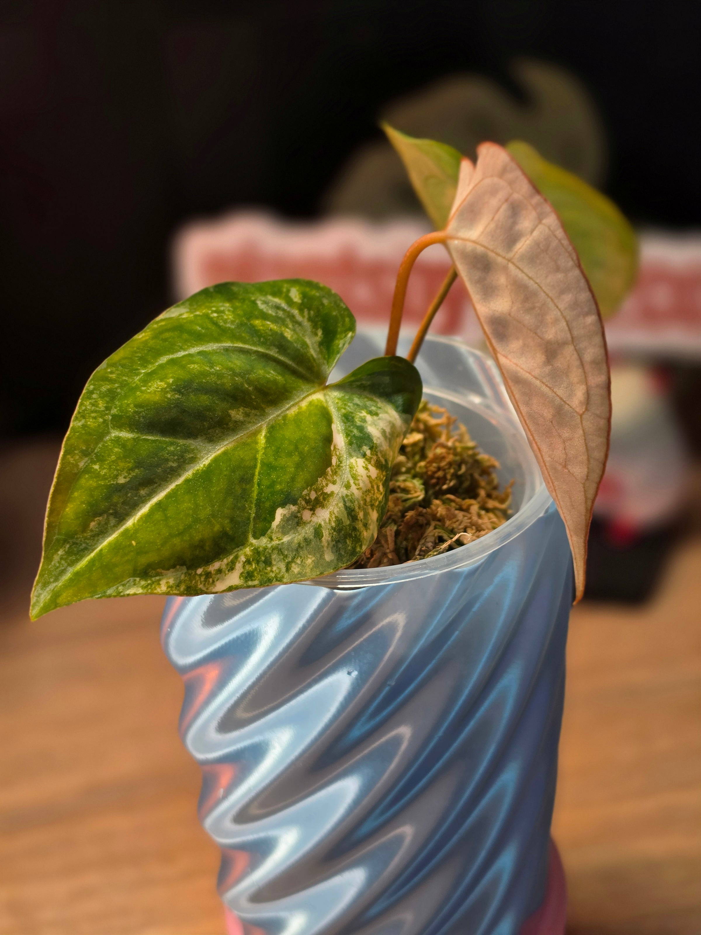 Anthurium (Crystallinum × Papillilaminum) × (Forgetii × Carlablackiae) | Variegated Collector Seedling