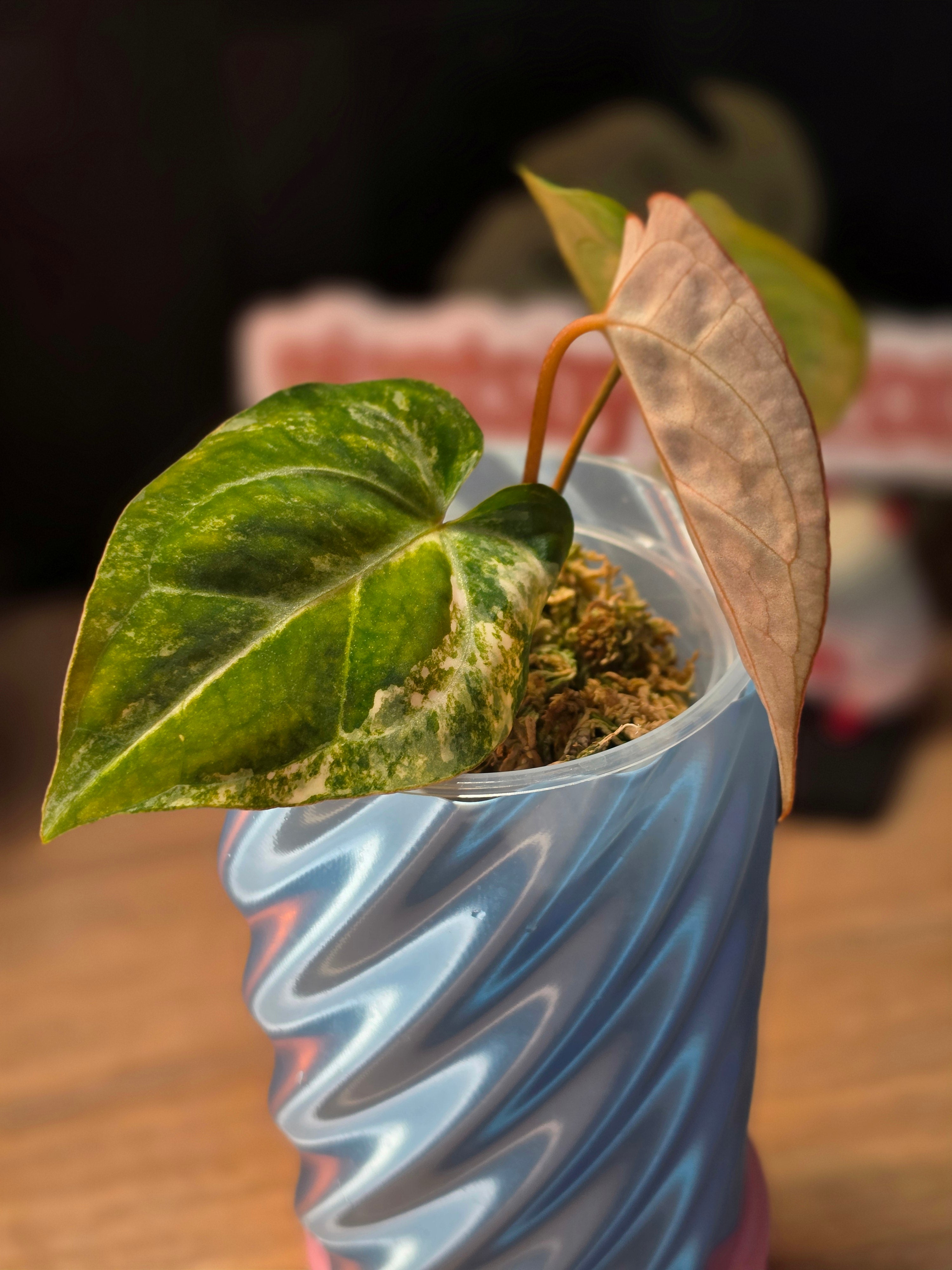 Anthurium (Crystallinum × Papillilaminum) × (Forgetii × Carlablackiae) | Variegated Collector Seedling