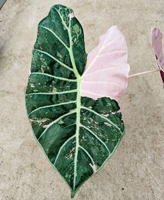 Alocasia Longiloba Black Satun Pink TC Pre-Order | Rare Pink Variegated Alocasia