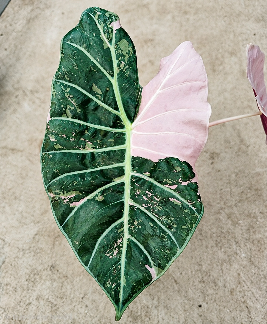 Alocasia Longiloba Black Satun Pink TC Pre-Order | Rare Pink Variegated Alocasia