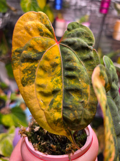 Anthurium Papillilaminum × Red Vein Dark Phoenix | Velvet Collector Hybrid