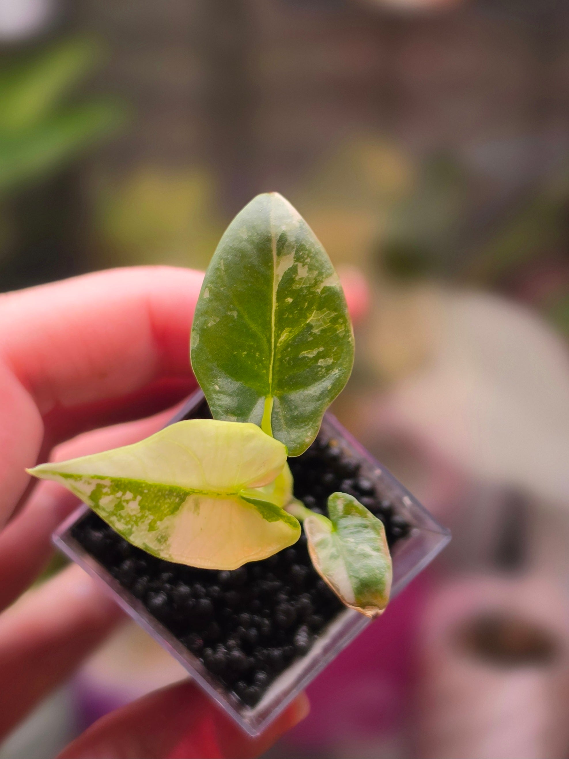 Alocasia Reginae x Scabriuscula Hybrid | Rare Collector Alocasia
