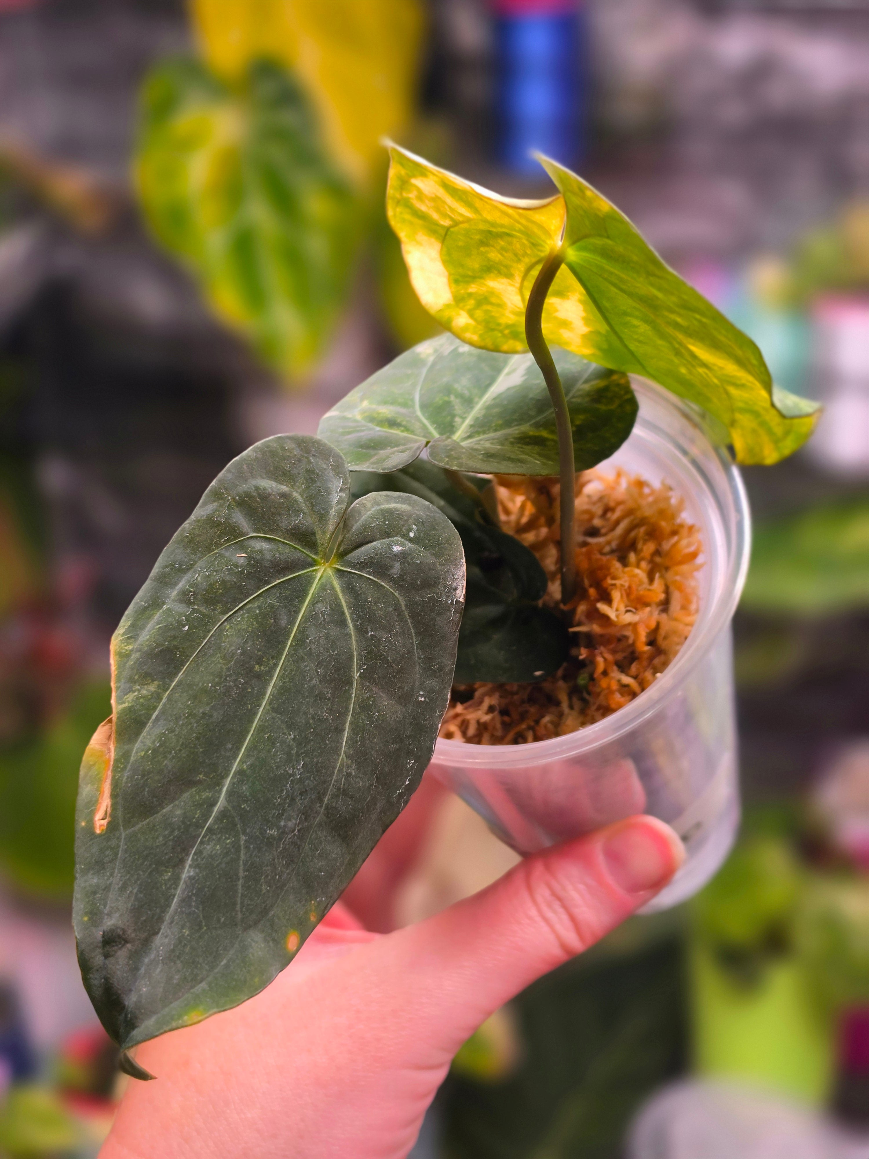 Anthurium Gunayala x Red Vein Dark Phoenix | Rare Velvet Collector Hybrid