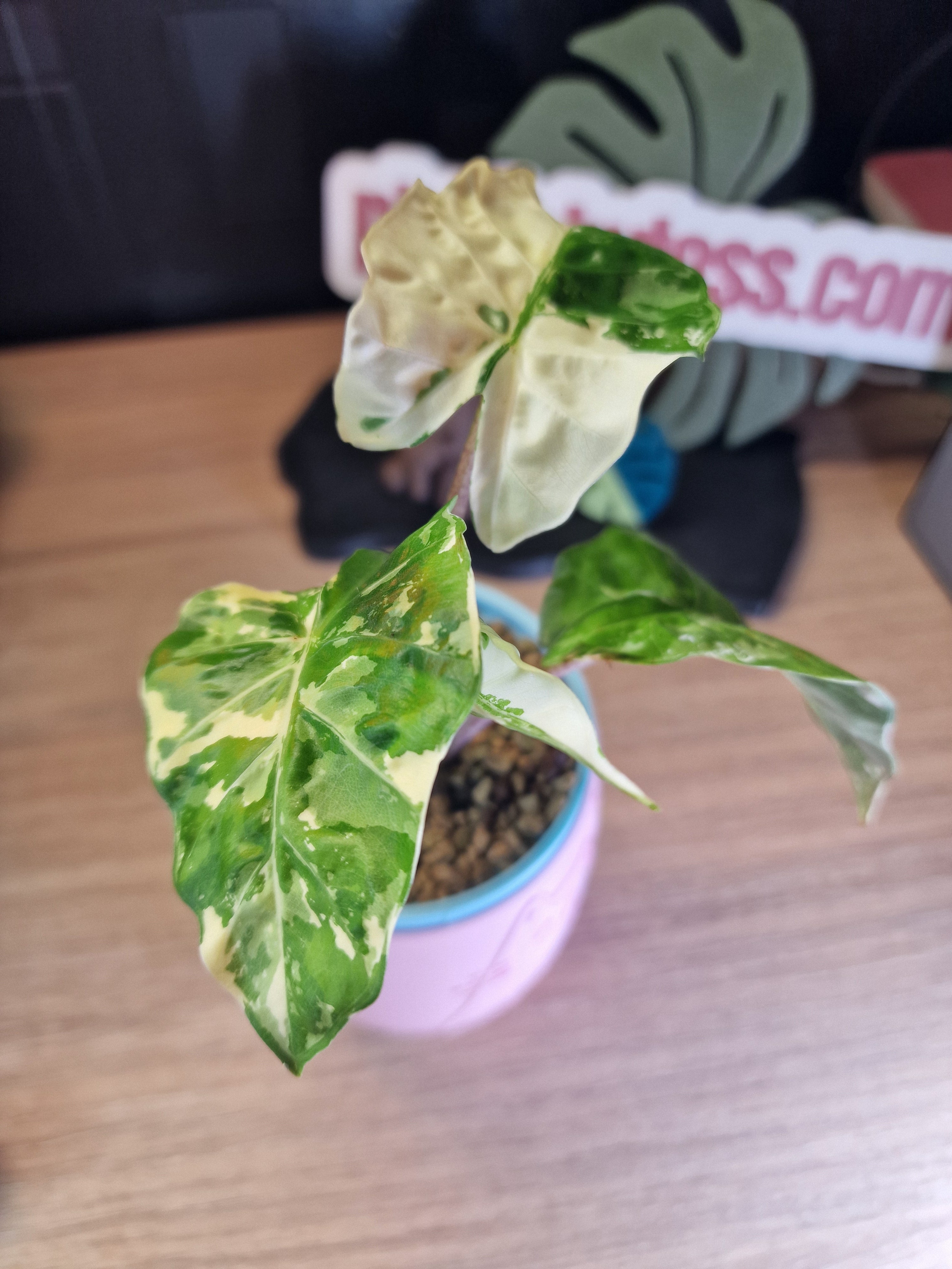 Alocasia Low Rider albo #2