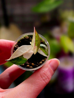 Alocasia Yucatan Princess Pink | Variegated Rare Collector Plant #2