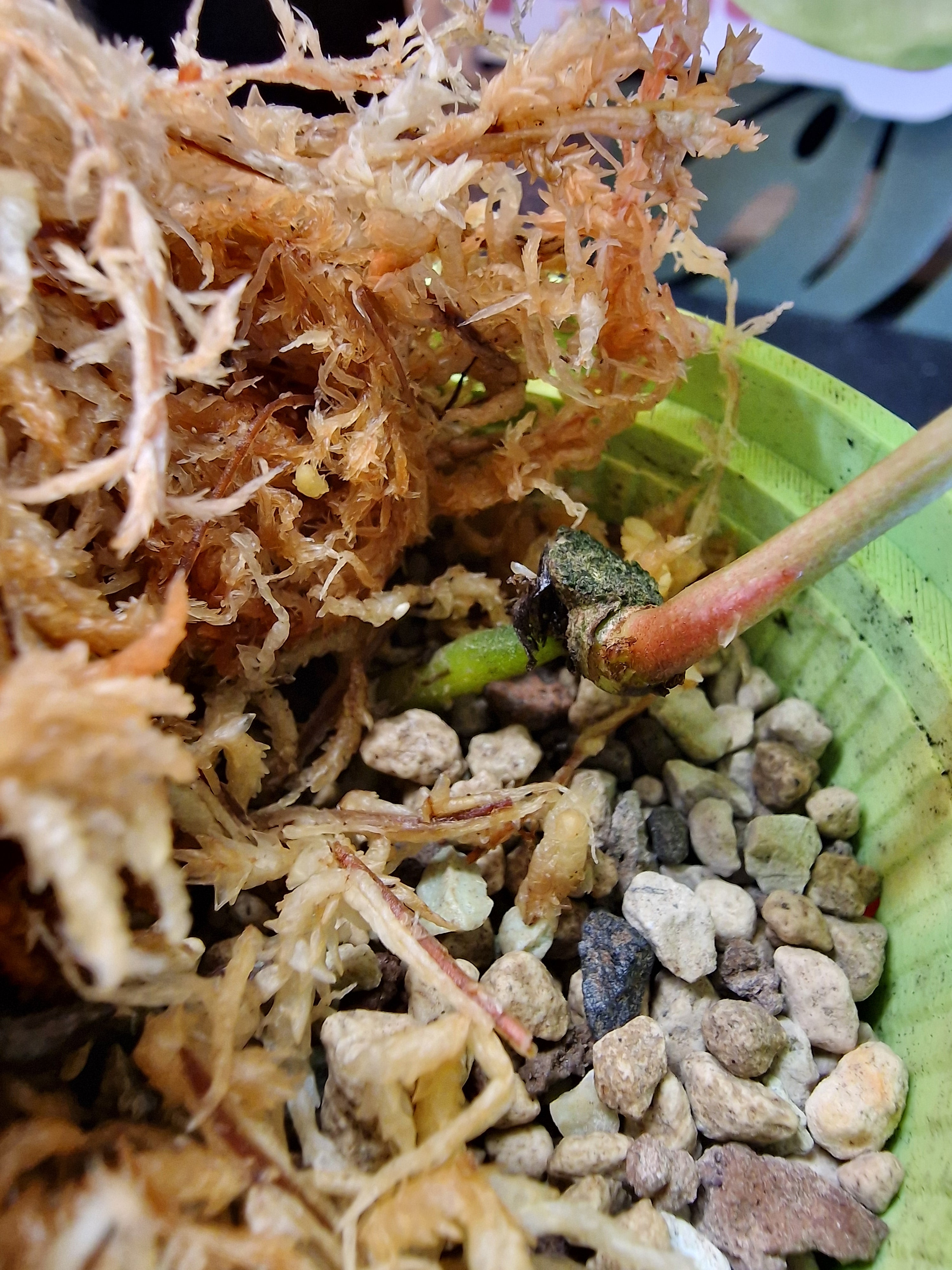 Anthurium (papi x crys) x (magnificumxforgetti)