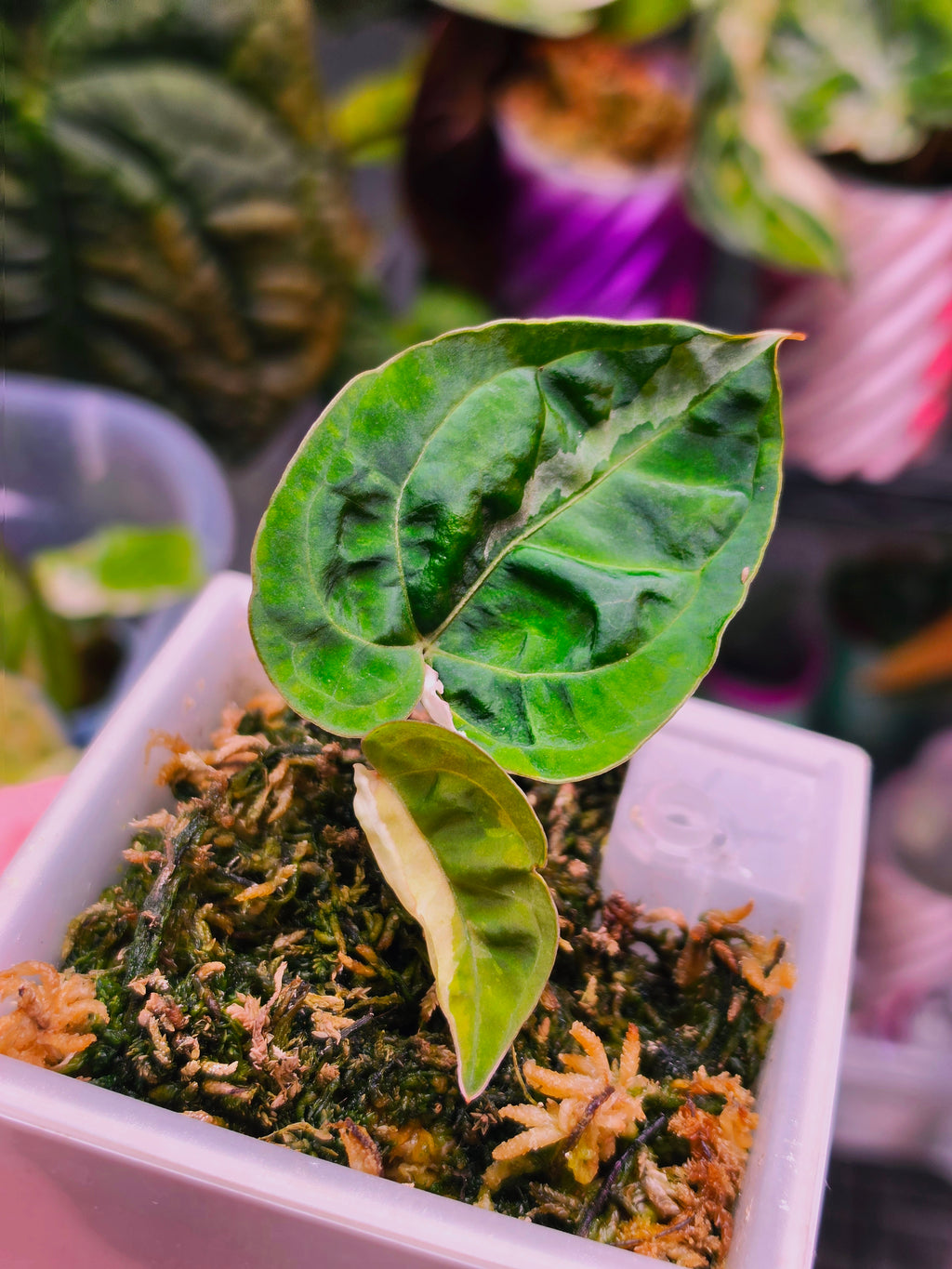Anthurium 'Darkest Panama' (Goliath) | Variegated