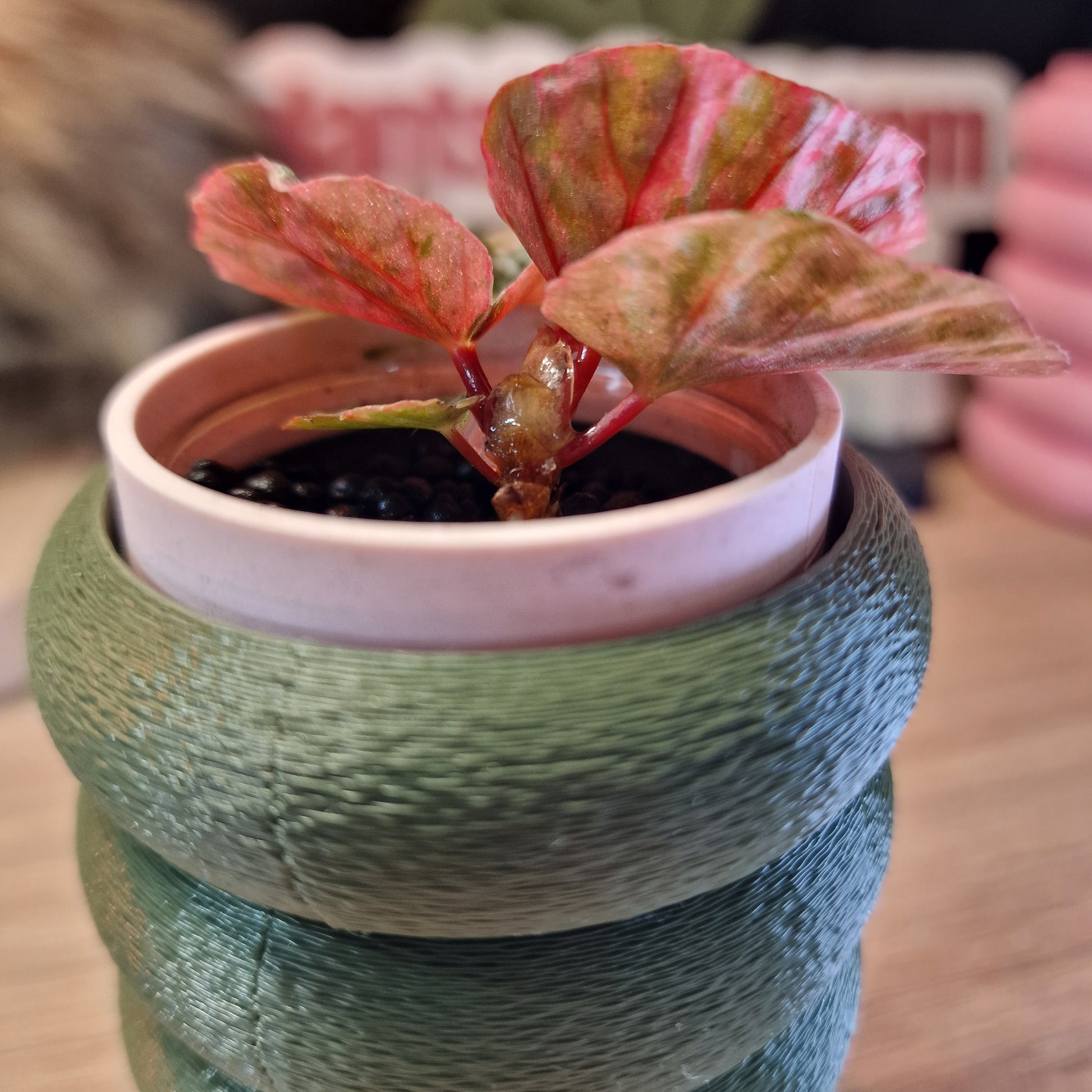 Begonia Snow Capped pink