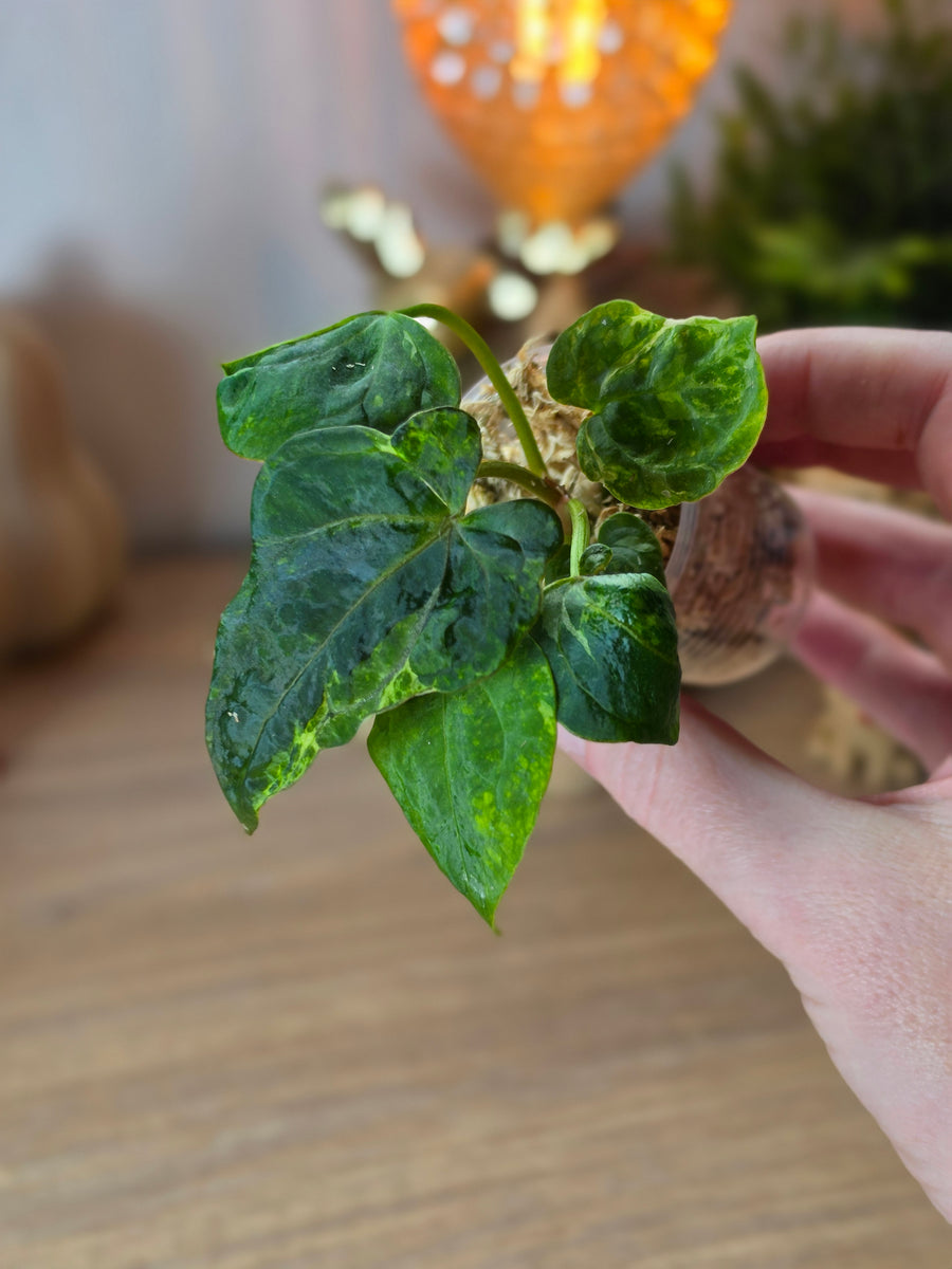 Anthurium Forgetii × RVDP Mutated | Baby, 5 Leaves