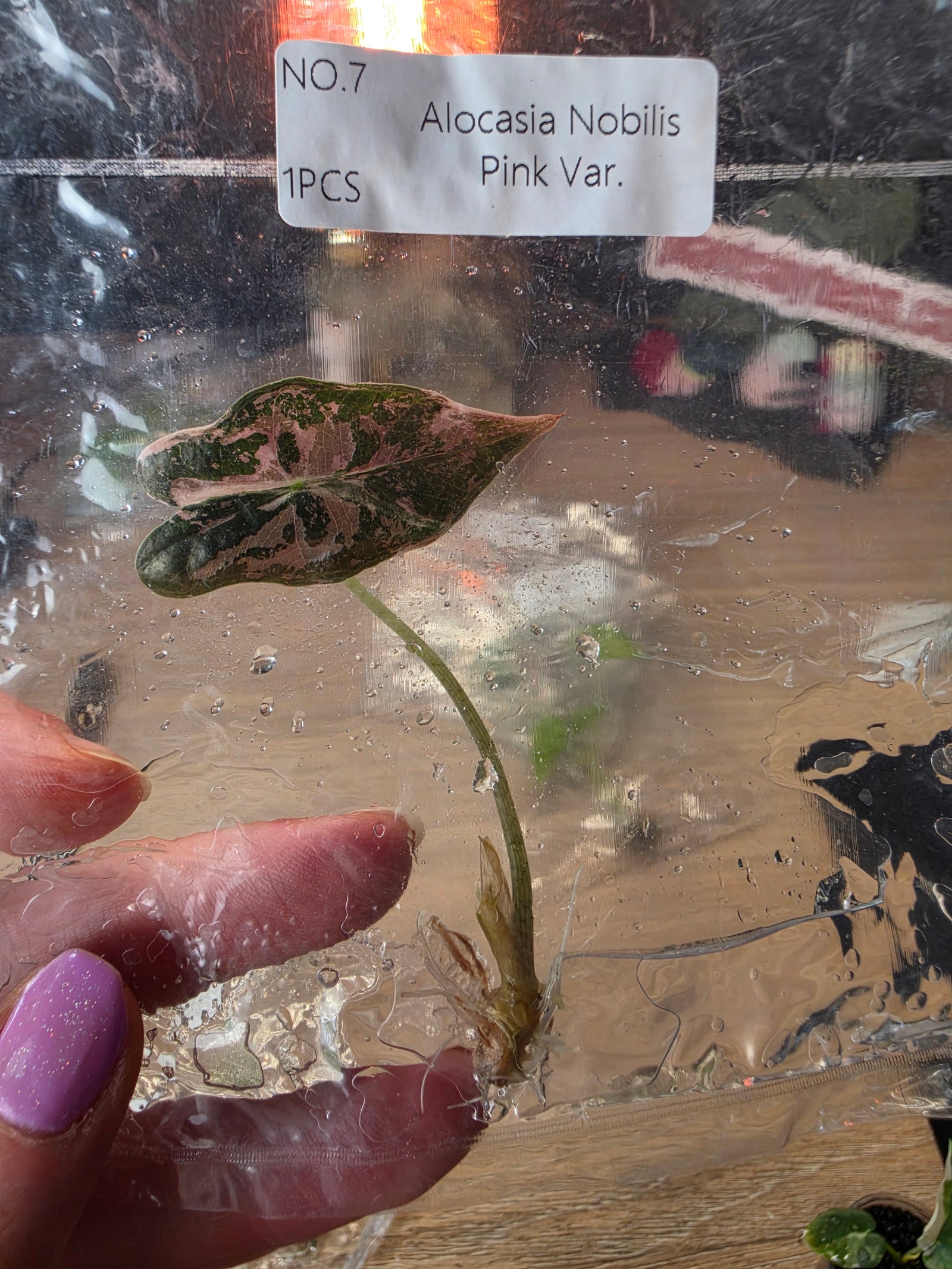 Alocasia Nobilis Pink TC in Bag | Rare Pink Variegated Alocasia