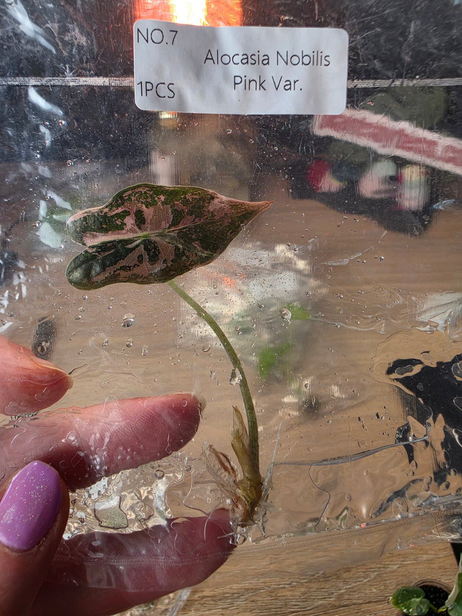 Alocasia Nobilis Pink TC in Bag | Rare Pink Variegated Alocasia