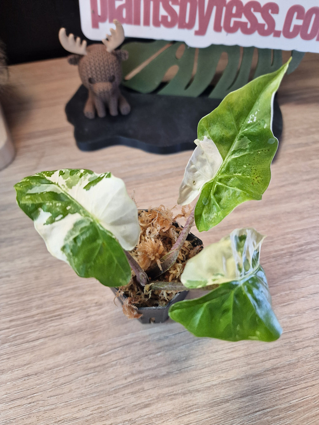 Alocasia Low Rider albo #1