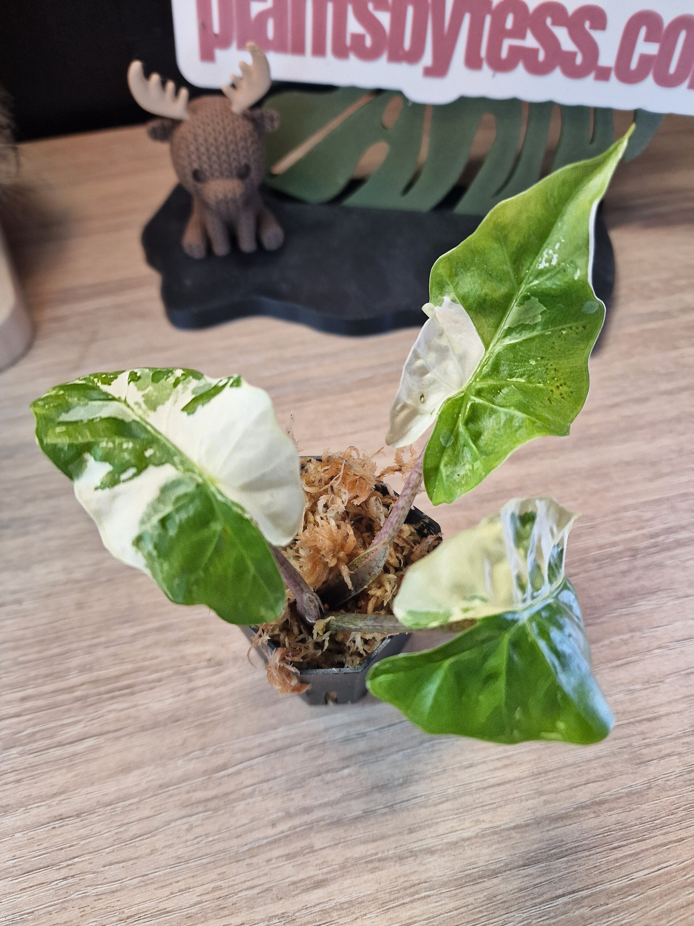 Alocasia Low Rider albo #1