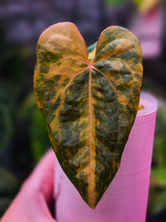 Anthurium Black Venom x RVDP - Highly Variegated