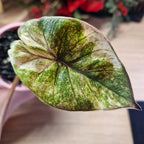 Alocasia Serendipidy Gold