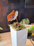 Anthurium Forgetti x RVDP Mutated