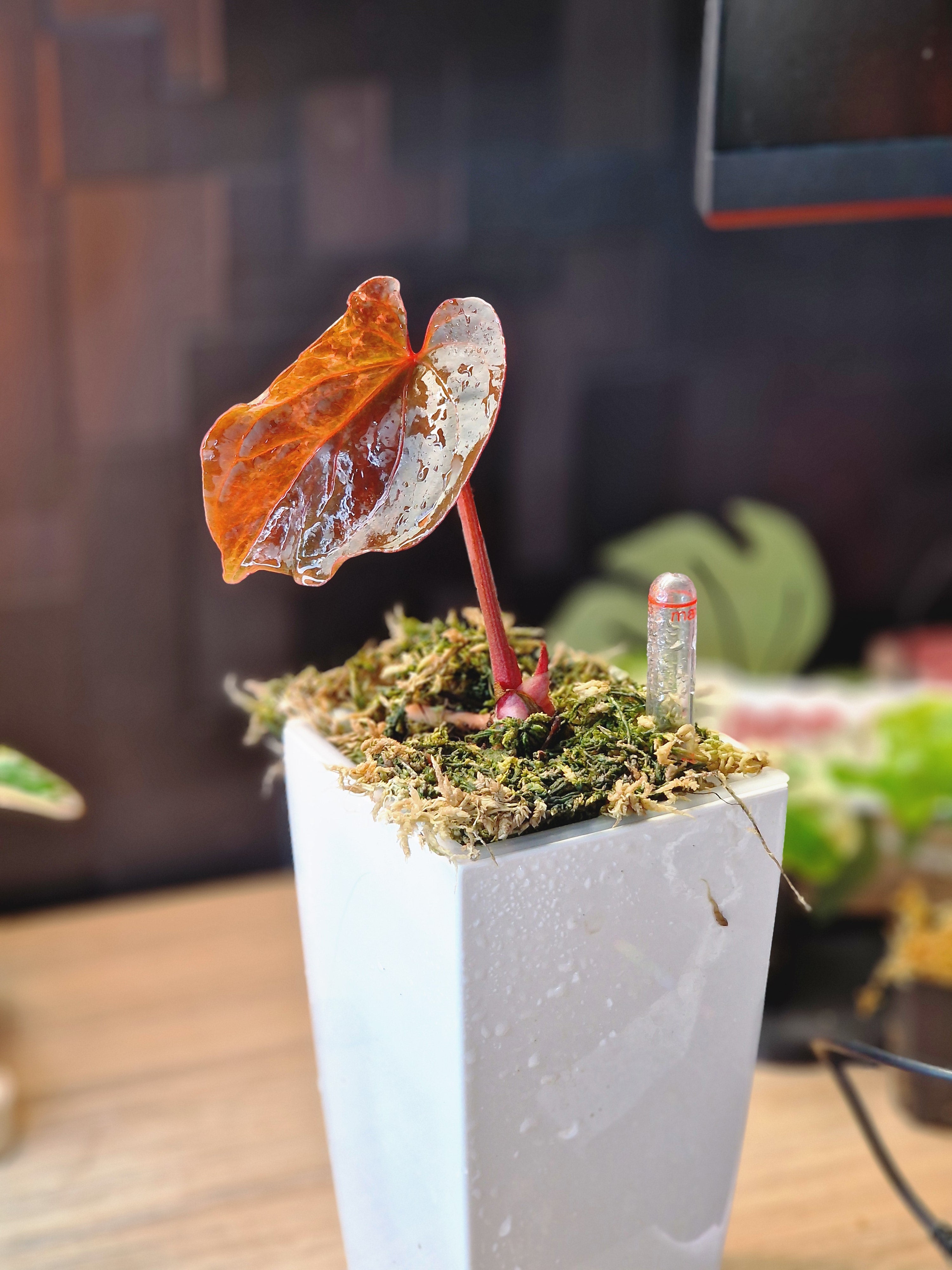 Anthurium Forgetti x RVDP Mutated