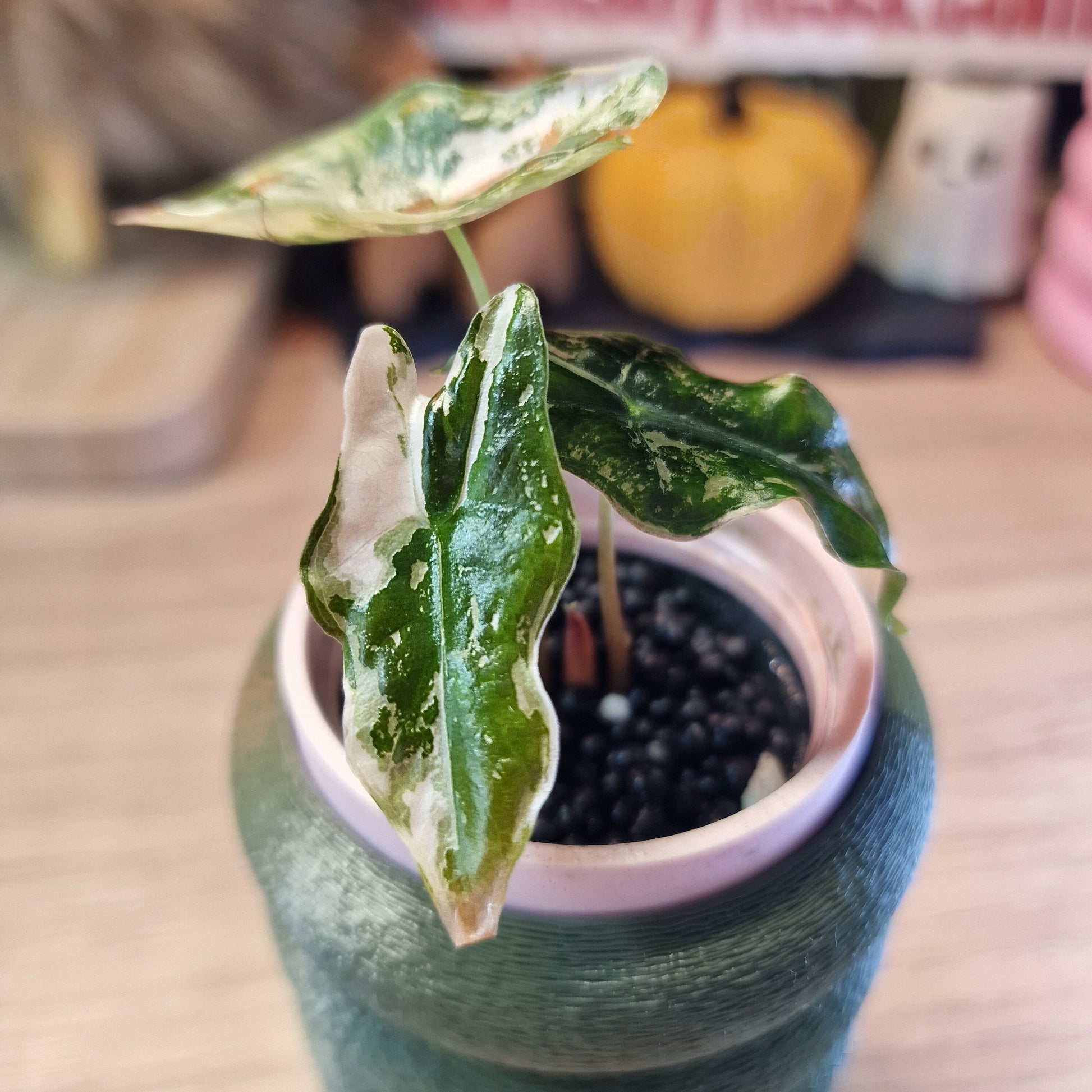 Alocasia Nobilis Pink