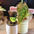 Anthurium (papi x crys) x (debilis x rvdp)