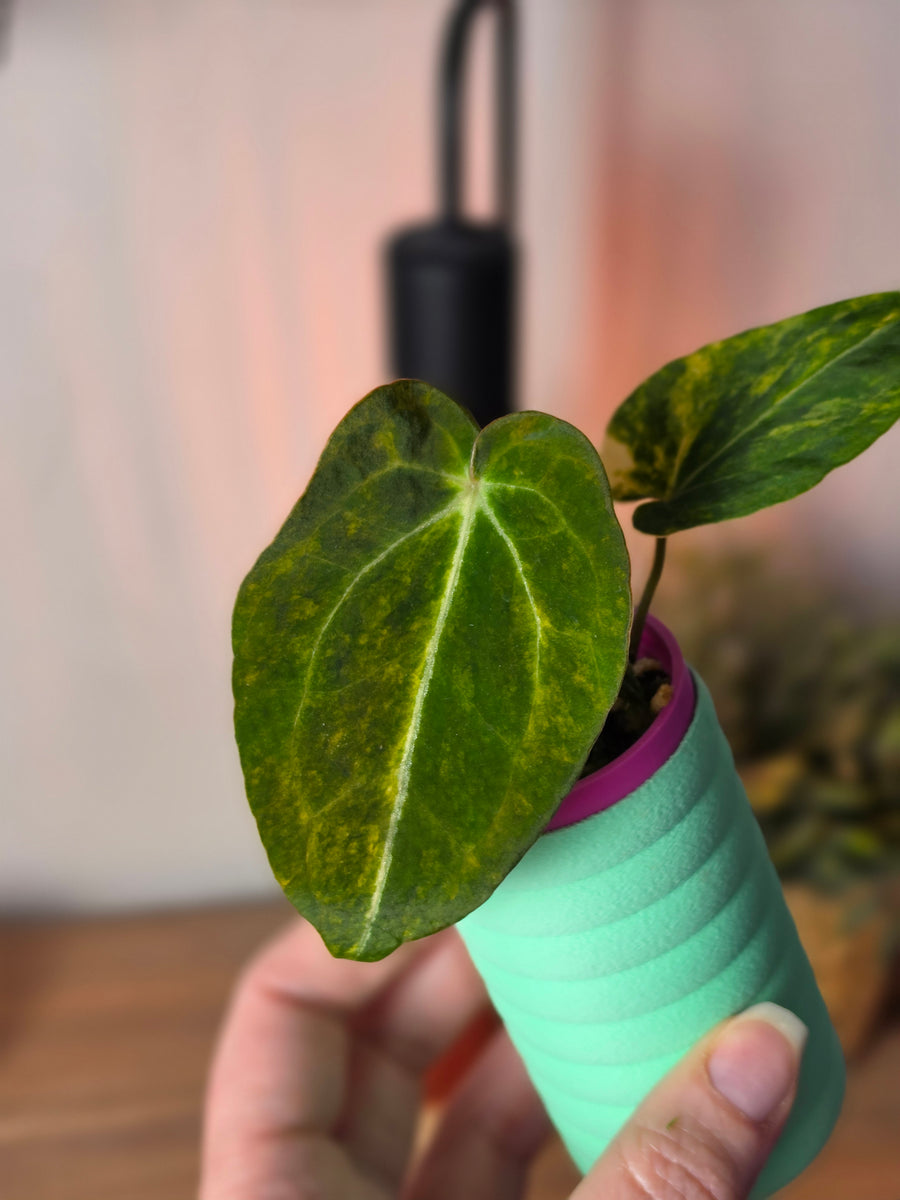 Anthurium Papillilaminum 'LA05' × (Forgetii × Ace of Spades DF) | High Variegated Clone #2