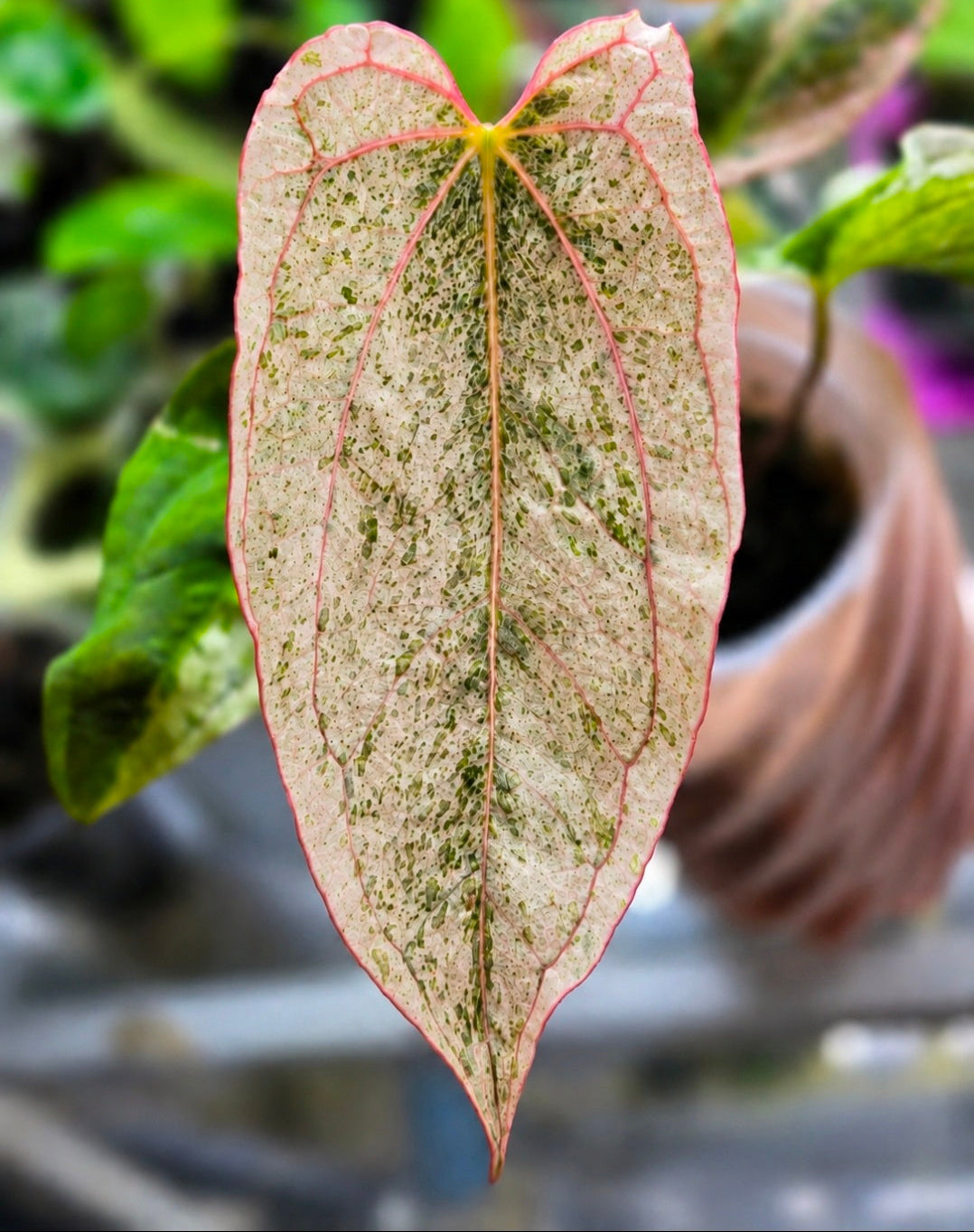 P.veiitchii 陽炎 sporeling Anthurium Papillilaminum 'Peach' × DPN | Clone of Peach M09