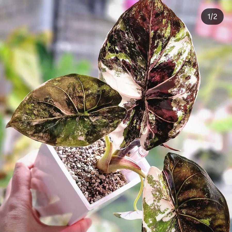 Alocasia Wentii Albo Pink