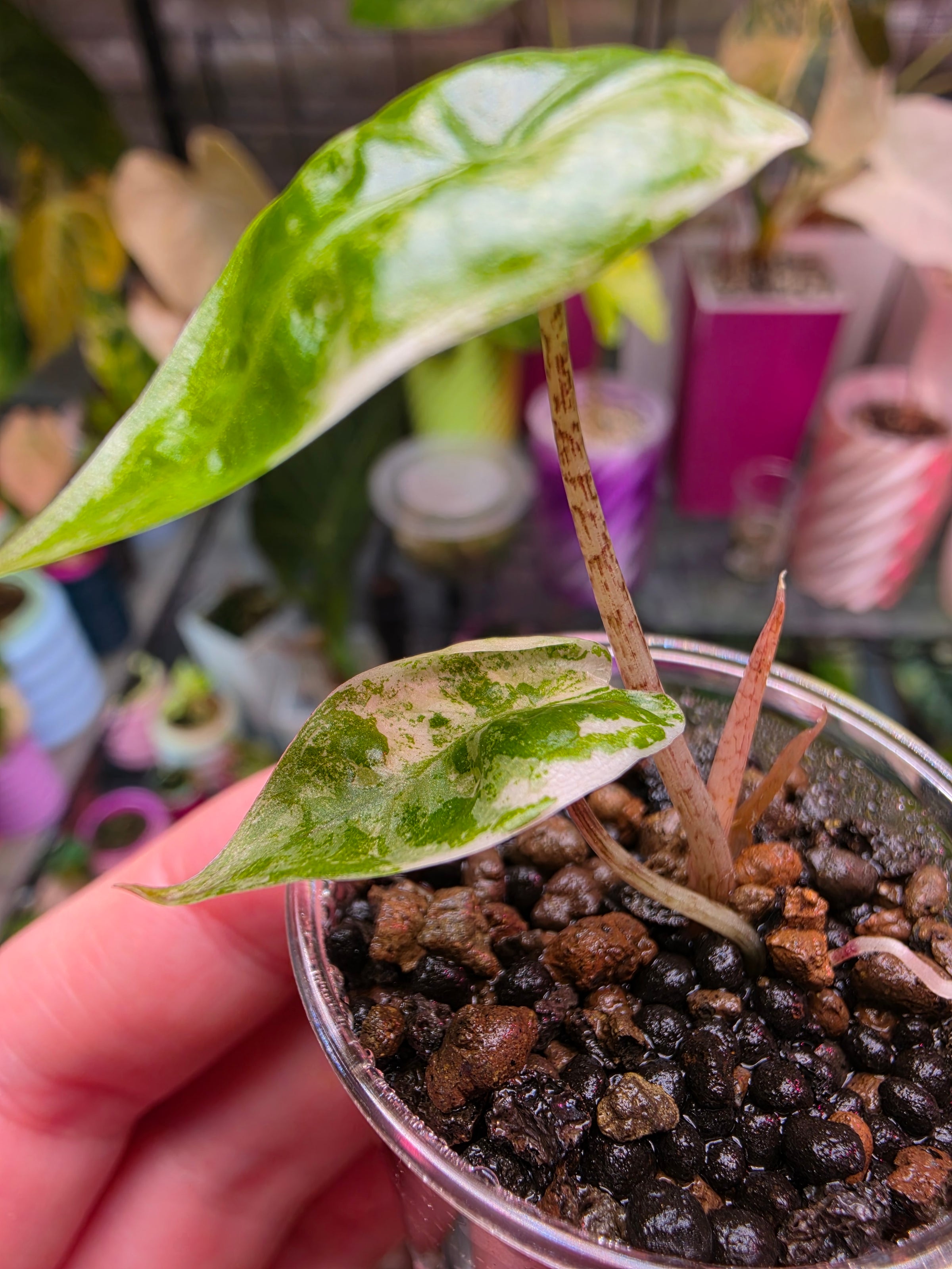 Alocasia Zebrina x Longiloba Albo | Rare Variegated Collector Alocasia