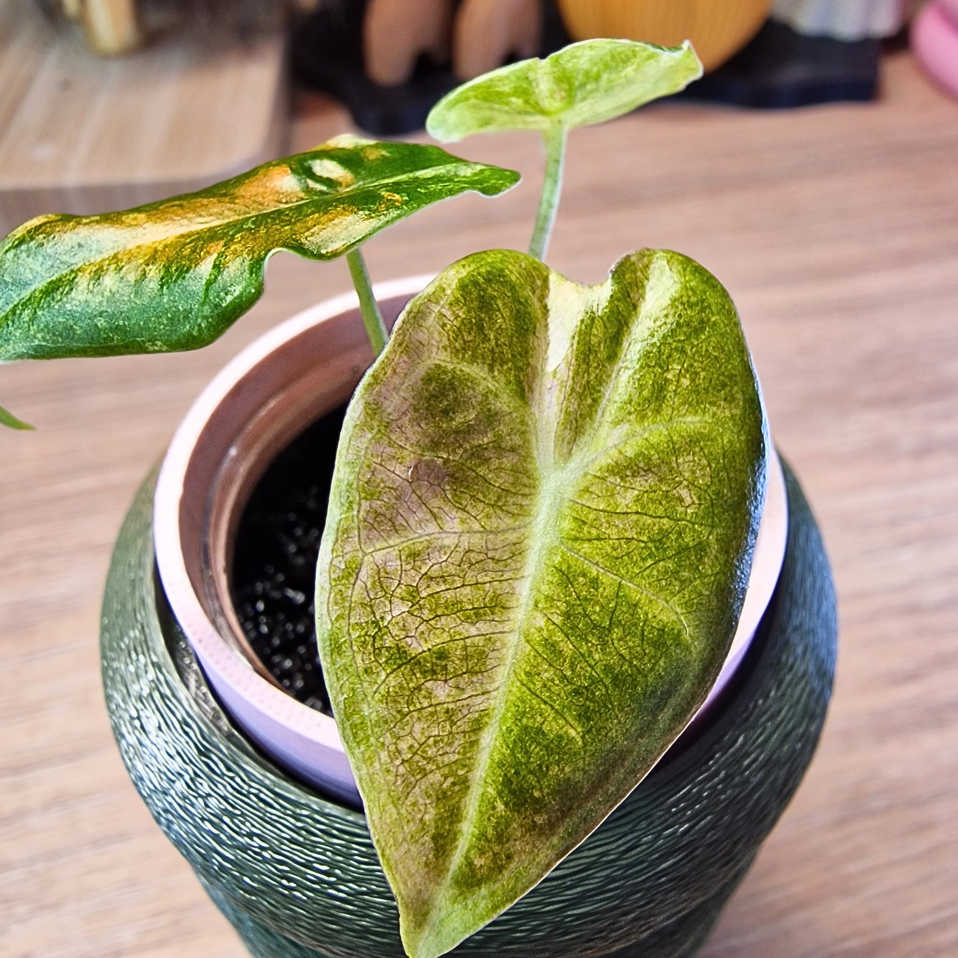 Alocasia Black Satun stardust