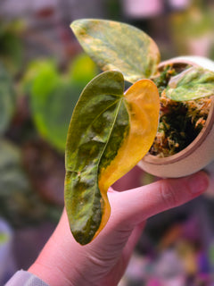 Anthurium Forgetii × (Carla × AOS) (Variegated)