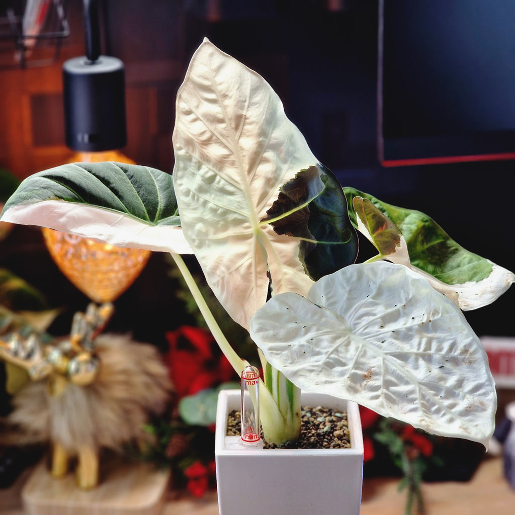 Alocasia Regal Shield albo corm