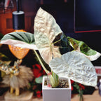 Alocasia Regal Shield albo corm