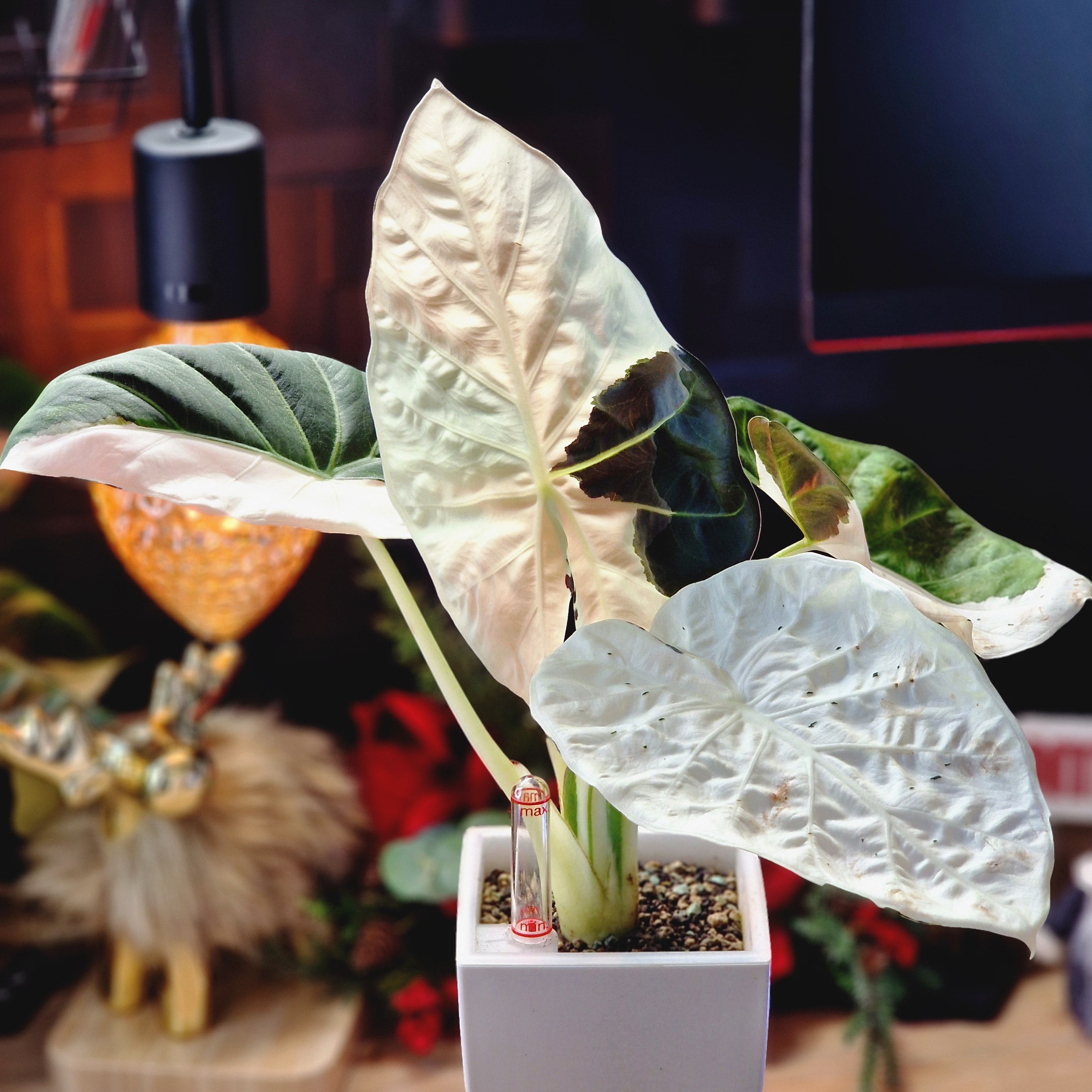 Alocasia Regal Shield albo corm