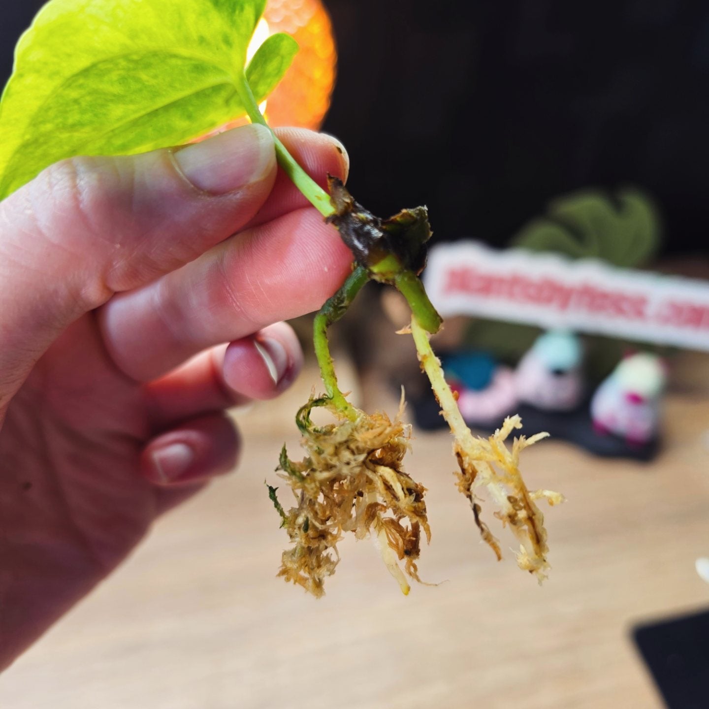 Anthurium (Pterodactyl x Luxurians) x (Papillilaminum x Magnificum) Clone | Rare Collector Hybrid
