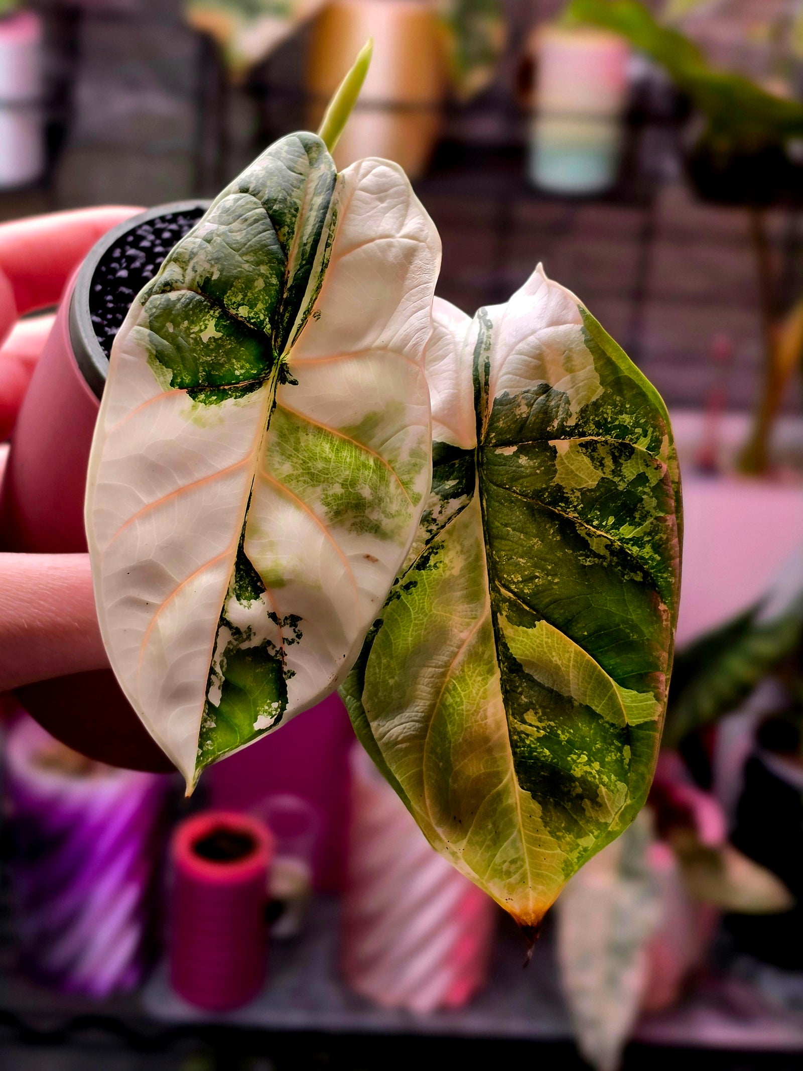 Alocasia Silver Dragon Albo Corm | Rare White Variegated Jewel Alocasia