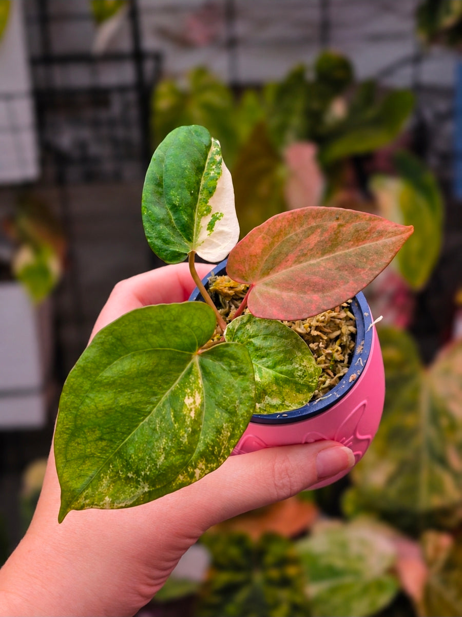 Anthurium (Supermassive × Warocqueanum) × Papillilaminum | High Variegated Clone of Quasar, 3 Leaves