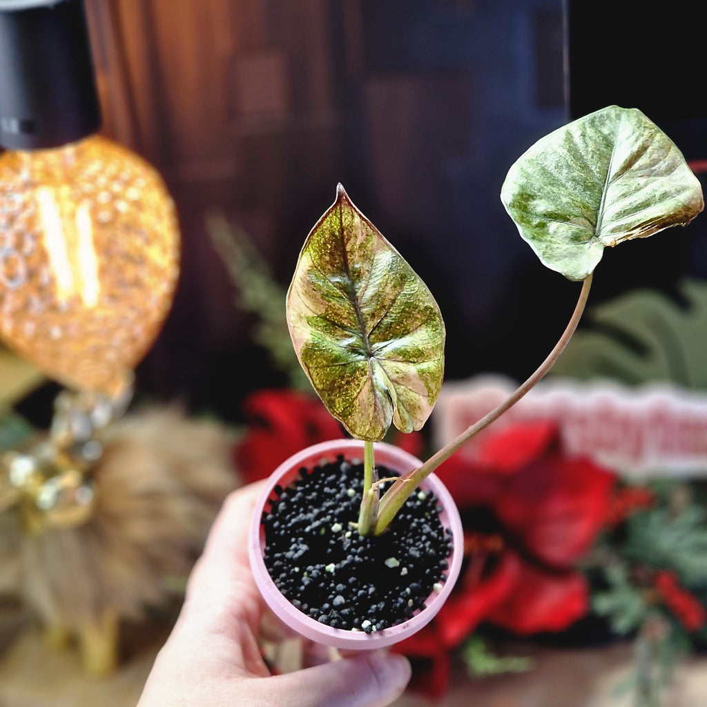 Alocasia Serendipidy Gold